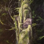 Saw Whet Owl - Oil