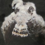 Young Red Tail Hawk - Oil